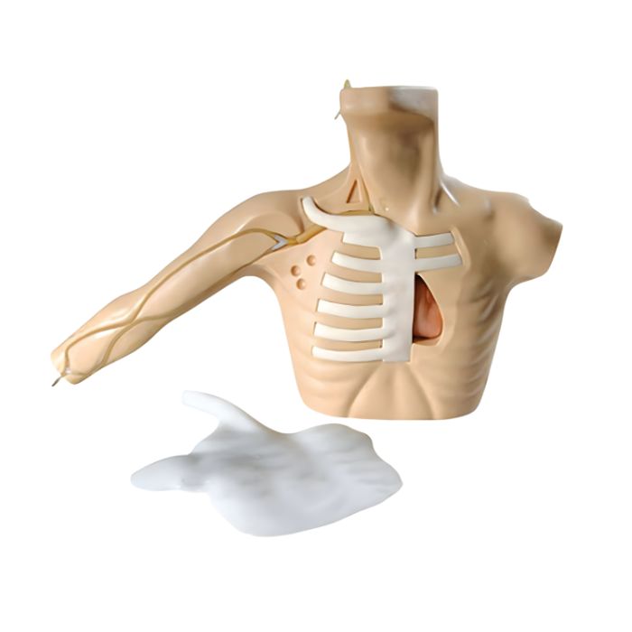 PICC Simulator