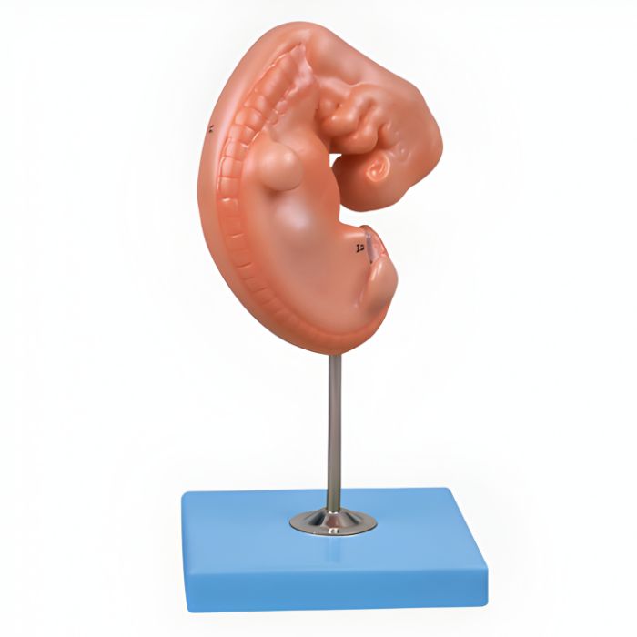 Embryo