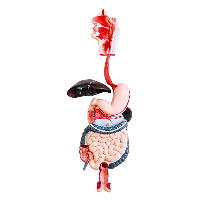 Digestive System
