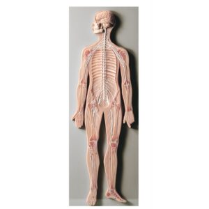 Nervous System