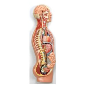 Sympathetic Nervous System