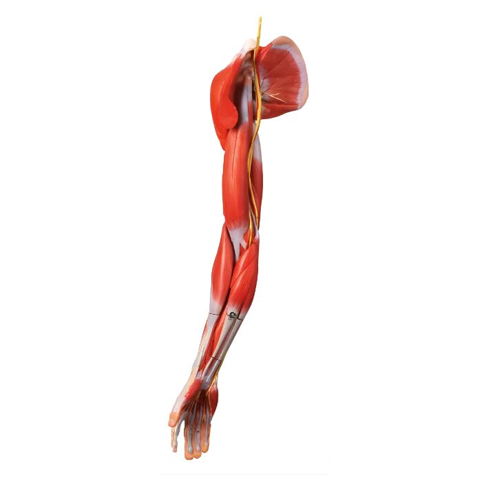 Muscles of Arm with Main Vessels