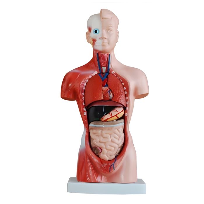 Torso 15 Parts