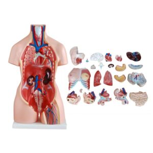 Torso 23 Parts