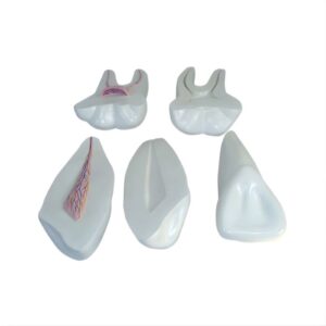 Expansion Model of Human Teeth
