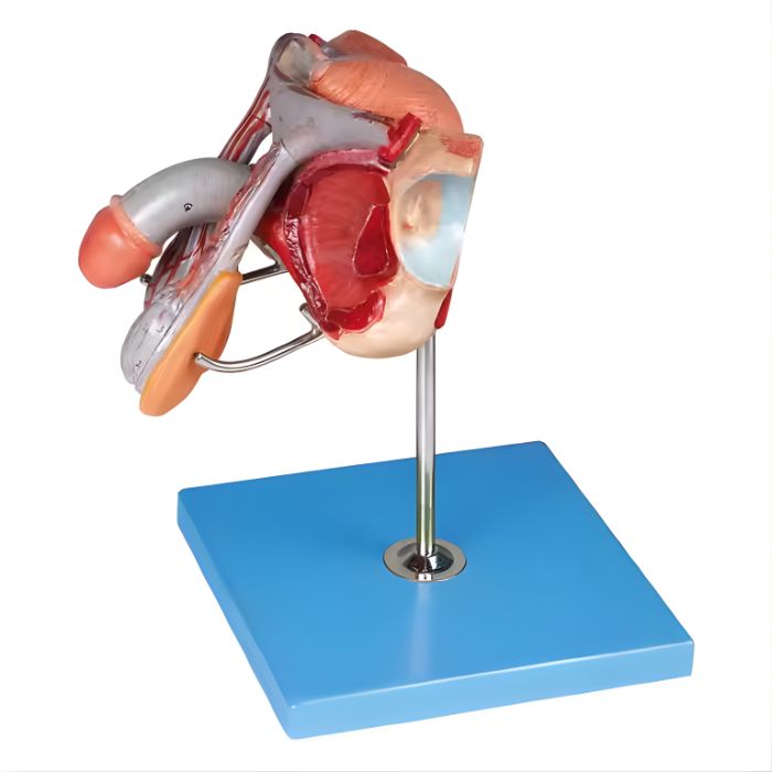Male Genital Organs