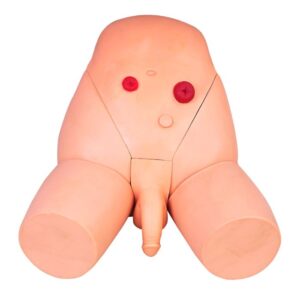 Catheterization Training Simulator(Male)