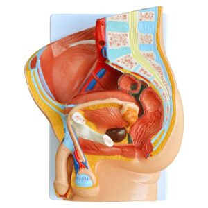 Human Male Pelvis Section (2 Parts)