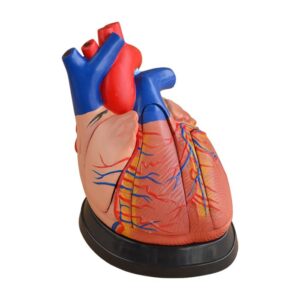 Middle Heart Model