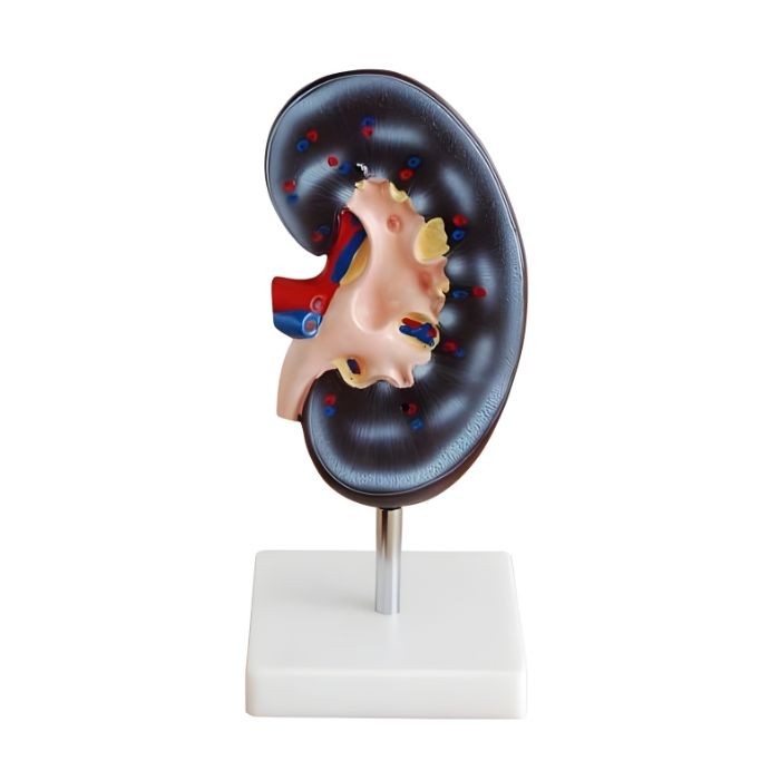 Kidney Model (1 Part)
