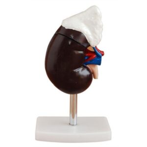 Human Kidney with Adrenal Gland