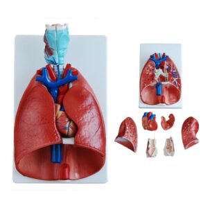 Larynx, Heart and Lung Model