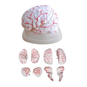 Brain with Arteries