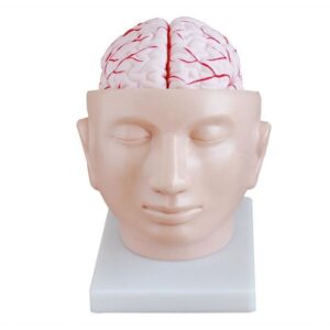 Brain with Arteries on Head