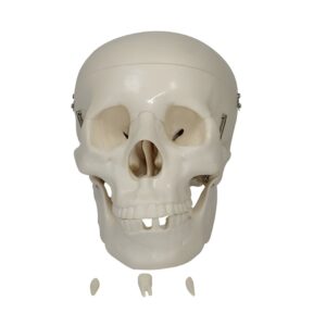 Life-Size Skull