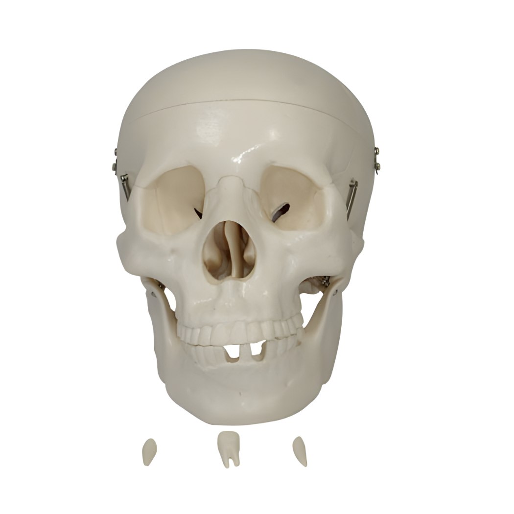 Life-Size Skull