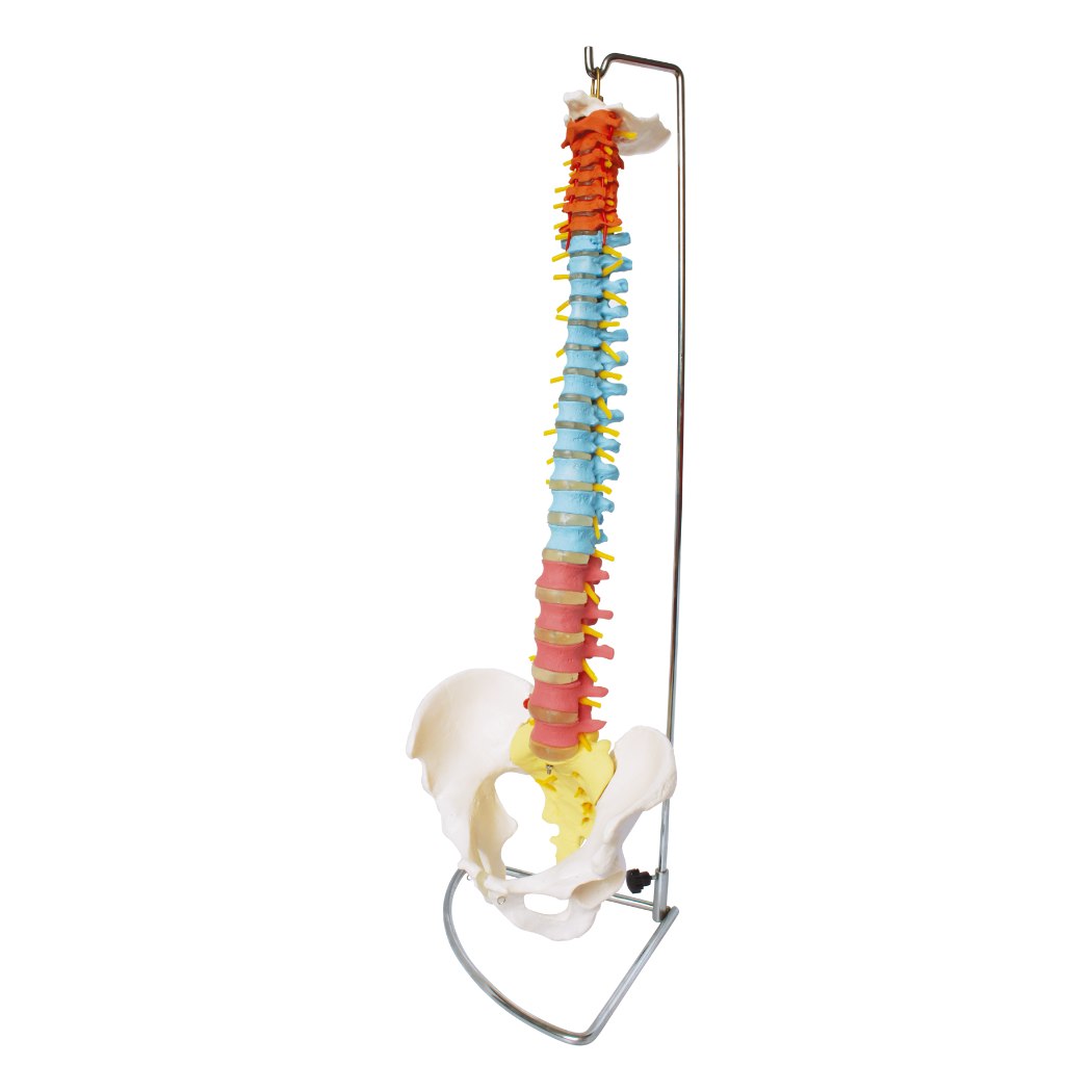 Didactic Vertebral Column with Pelvis