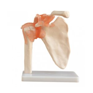 Life-Size Shoulder Joint