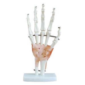 Life-Size Hand Joint with Ligaments