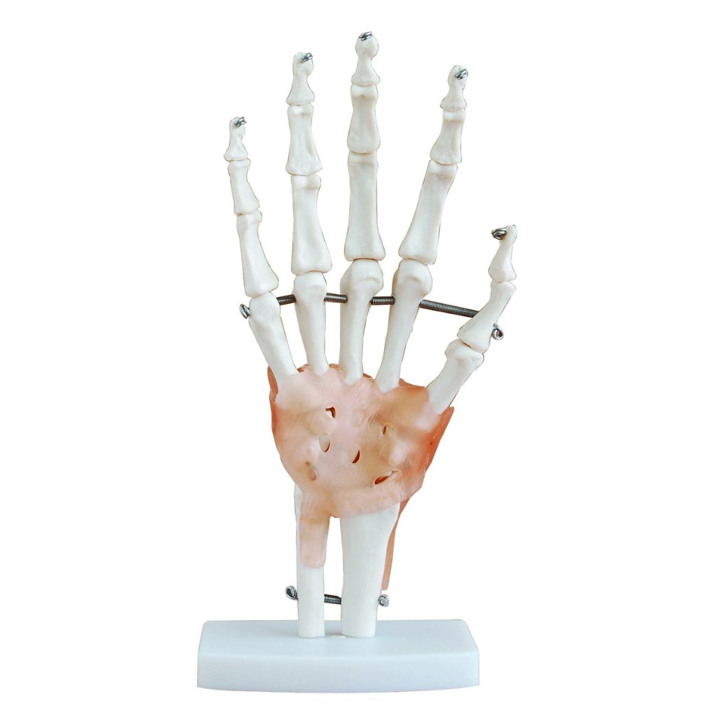 Life-Size Hand Joint with Ligaments