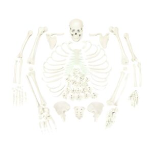 Disarticulated Skeleton with Skull