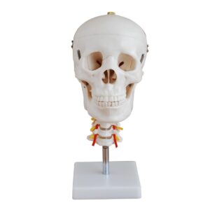 Skull with Cervical Spine