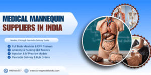 Medical Mannequin Suppliers in India: Models List, Price & Delivery Details