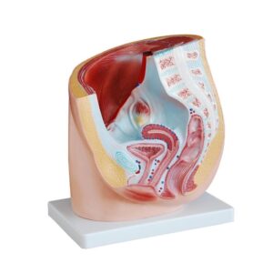 Human Female Pelvis Section (1 part)
