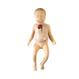 Advanced Neonatal Peripheral and Central Vein Intubation Simulator